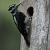 Female. Note: long heavy bill, lack of red on crown (of male), unmarked outer tail feathers.