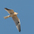 Juvenile in flight. Note: buffy wash in feathers.