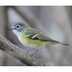Note: dark cap contrasting with grayish/green back, and very strong contrast between gray cheek and white throat. Note: dark cap contrasting with grayish/green back, and very strong contrast between gray cheek and white throat.
