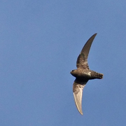 Juvenile. Note: light barring on belly.