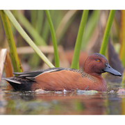 Male Male