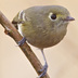 Separated from Ruby-crowned Kinglet by dark legs, thicker and slightly hooked bill, nearly complete eye-ring (only broken on top, kinglets is broken on top and bottom). Kinglets are constantly moving: Hutton Separated from Ruby-crowned Kinglet by dark legs, thicker and slightly hooked bill, nearly complete eye-ring (only broken on top, kinglets is broken on top and bottom). Kinglets are constantly moving: Hutton