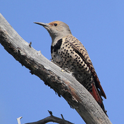 Female Female