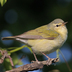 Female. Note: pale undertail coverts, greenish back contrasting from gray cap, pale underside (more buffy than male), and pale supercilium.