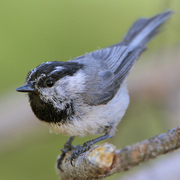 Bird of the week image