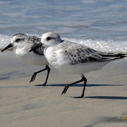 Winter plumage (foreground) and juvenile (background)