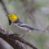 Male. Note: yellow crown and face, gray back, and plain white sides.